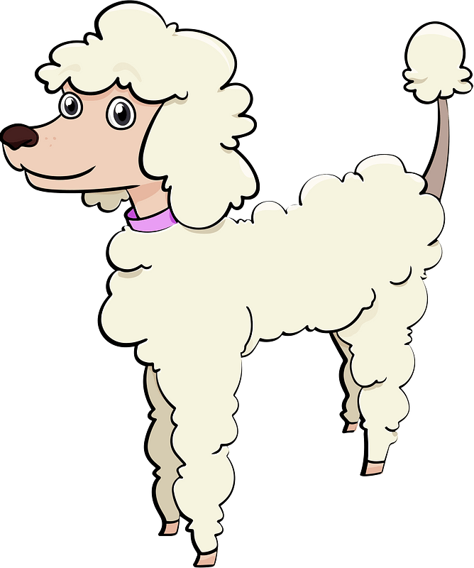 Poodle dog