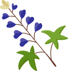 Bluebonnet