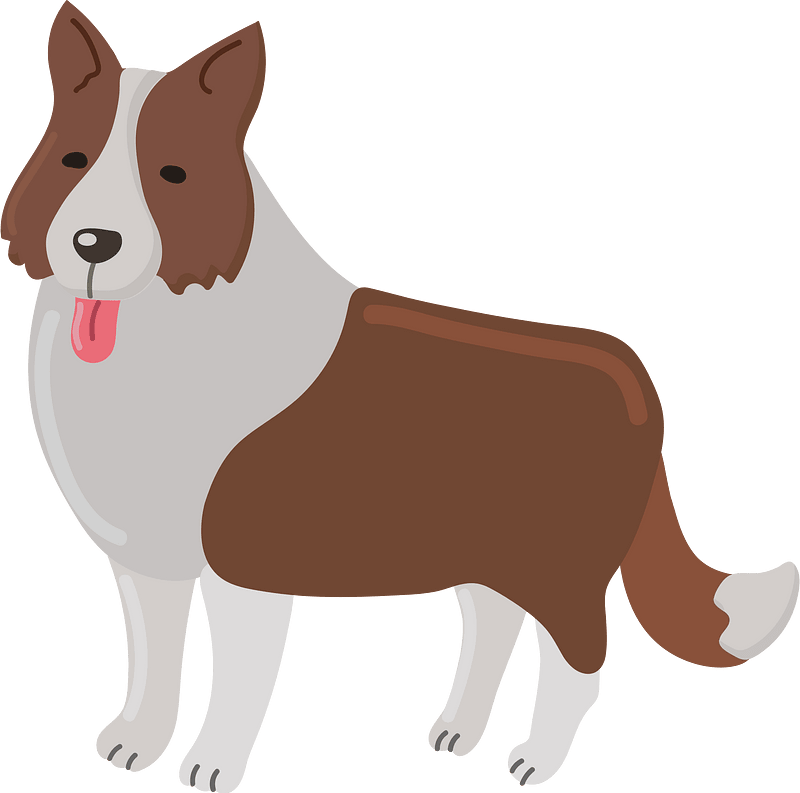 边境牧羊犬
