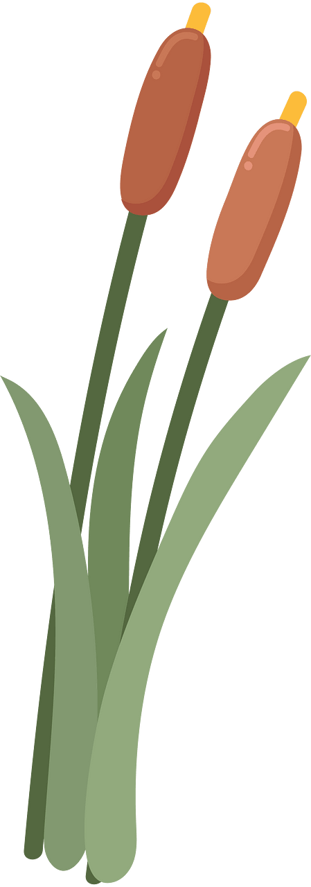 Cattail
