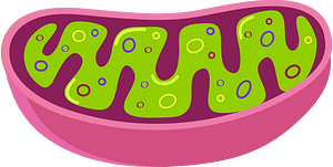 Mitochondrie