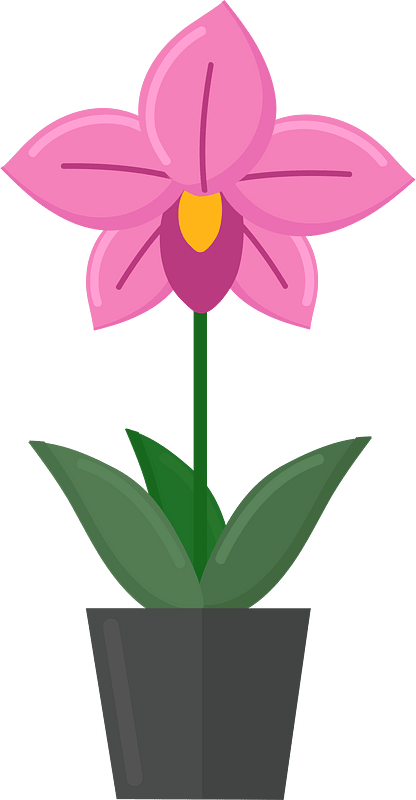 Orchidaceae