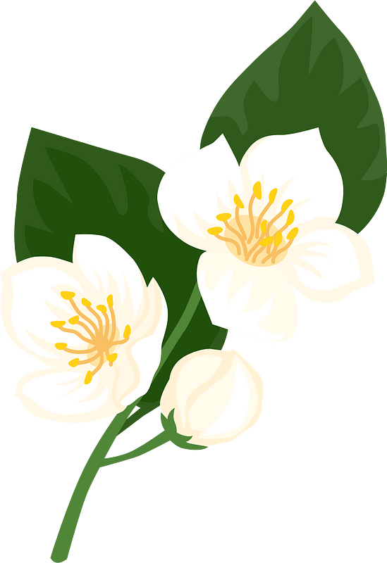Jasmine