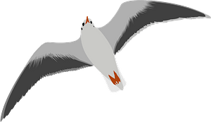 Seagull