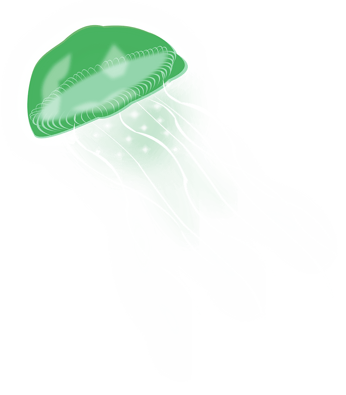 海蜇