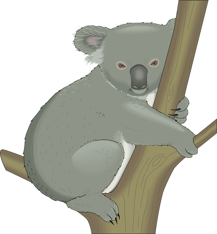 Koala Hugging Tree