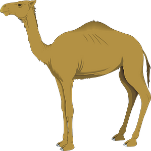 Camel