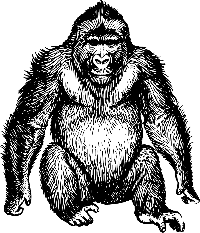 Gorilla