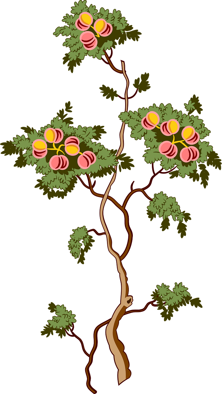Pohon buah
