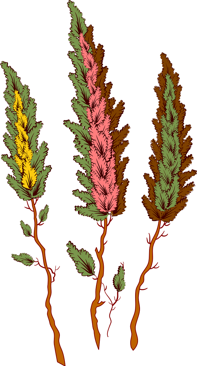 Alberi