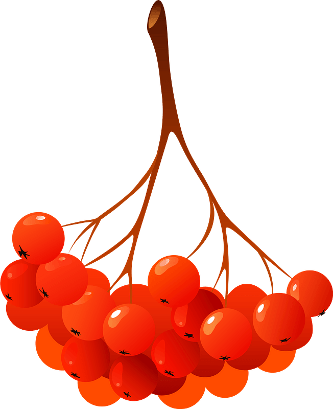 Guelder-rose berries