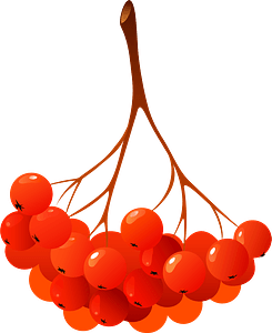 Guelder-rose berries