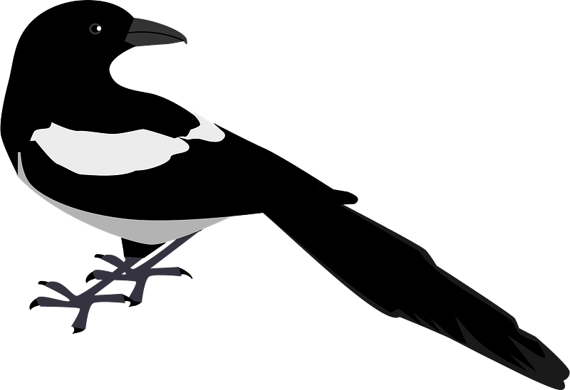 Magpie