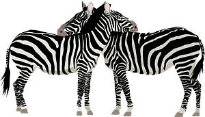 Two Zebras