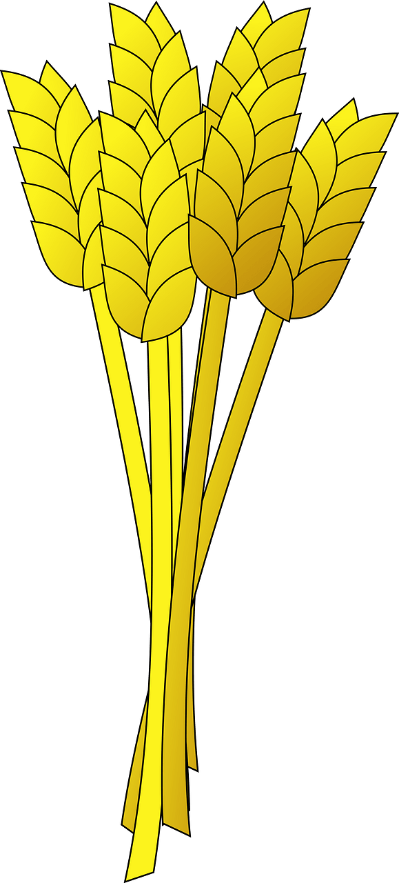 小麦