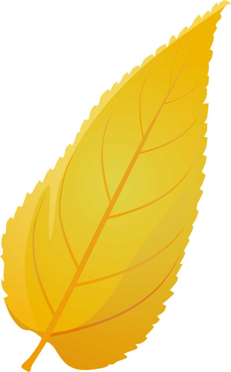 Common hackberry late autumn leaf