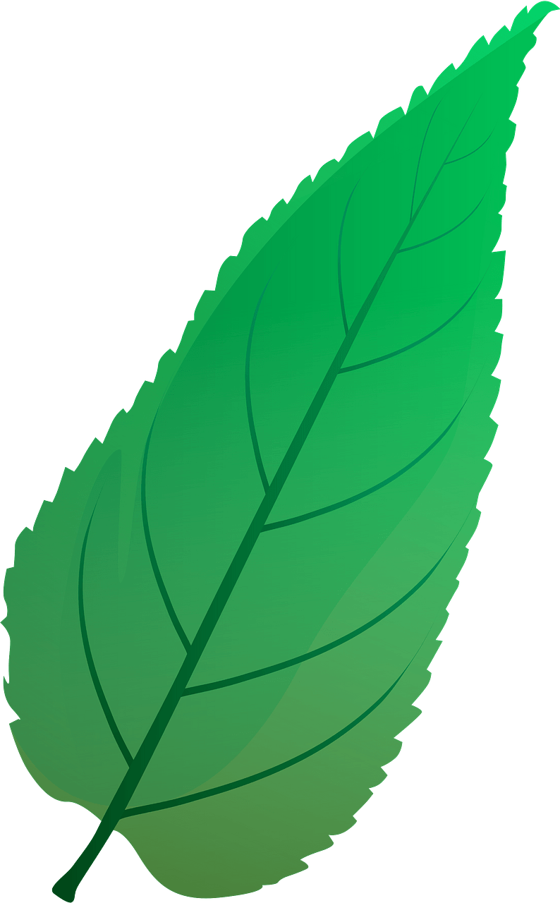 Common hackberry summer leaf