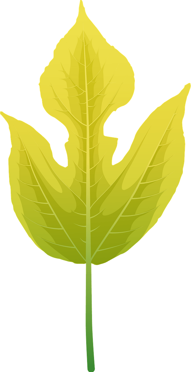Paper mulberry autumn leaf