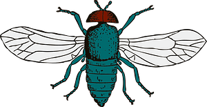 Blue bottle fly