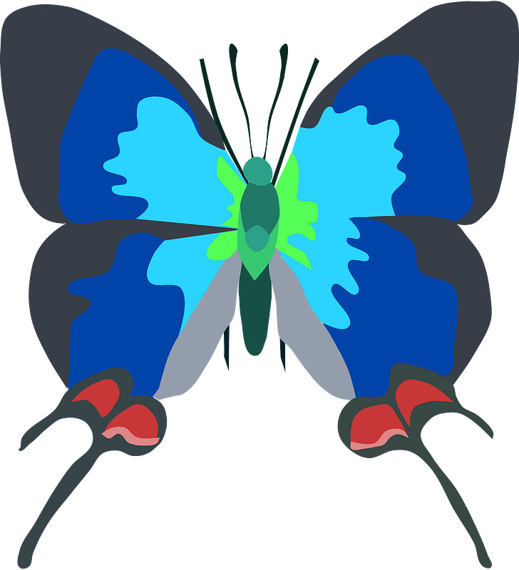 Сrowned hairstreak butterfly 