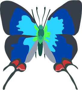 Сrowned hairstreak butterfly 