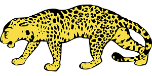 Cheetah