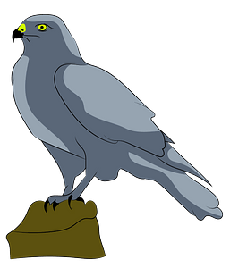 Falcon