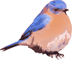 Eastern bluebird