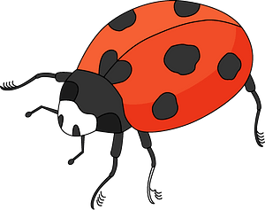 Marienkäfer