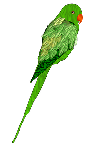 Parrot