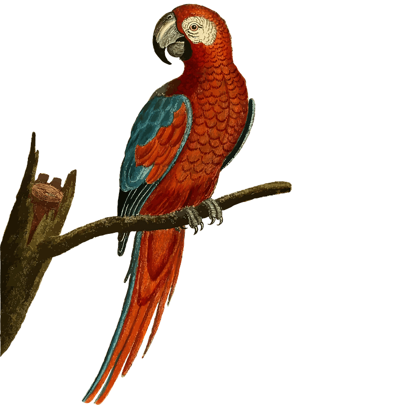 Parrot sitting on a branch