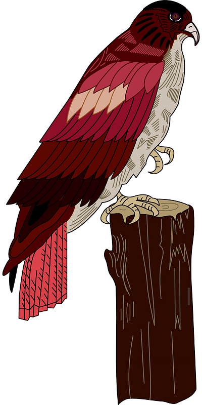Hawk sitting on a stump