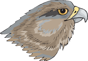 Hawk face
