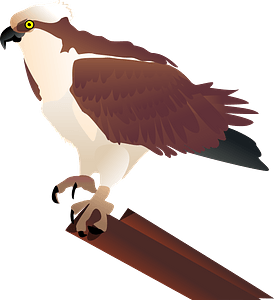 Hawk sitting on a branch