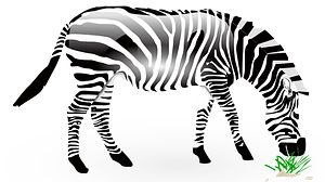 Zebra eating grass