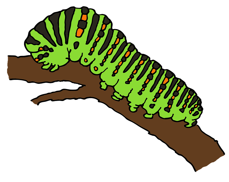 Caterpillar on branch