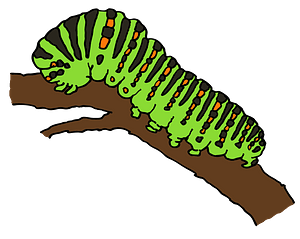Caterpillar on branch