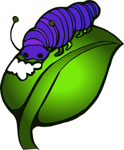 Caterpillar eating leaf