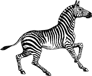 Zebra