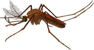 Mosquito