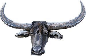Longhorn face