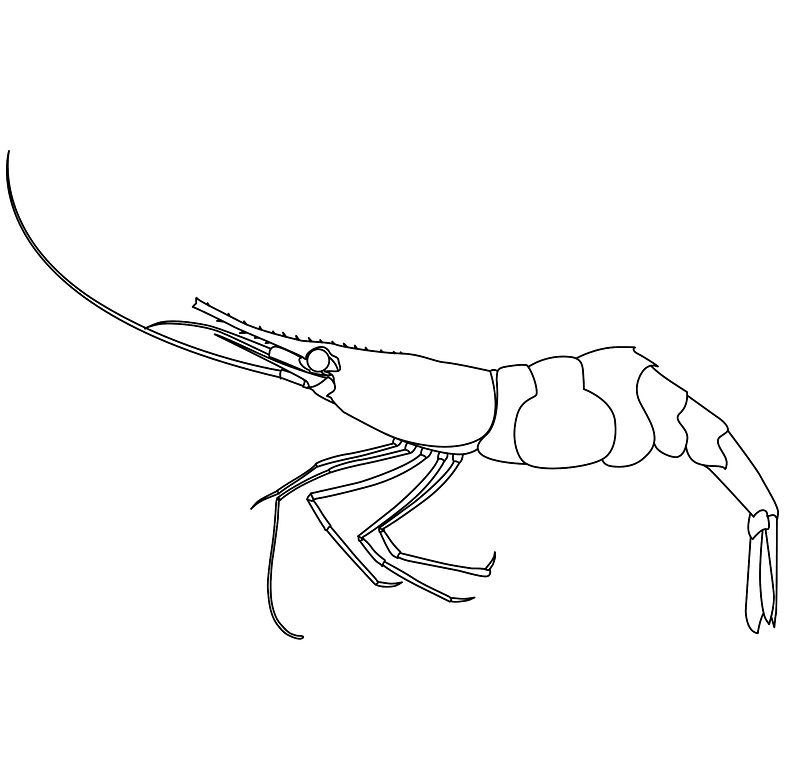 Udang