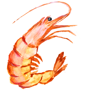 Shrimp