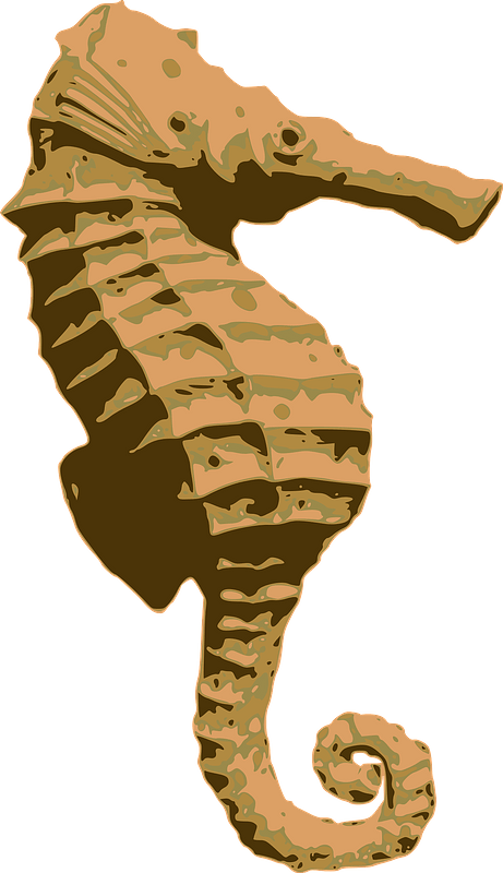 Seahorse