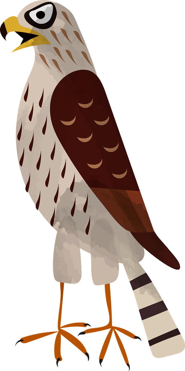 Hawk