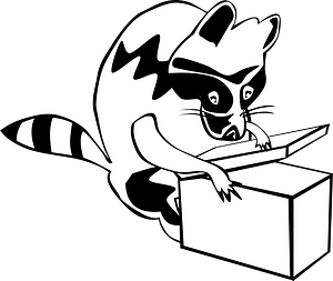 Raccoon opening box