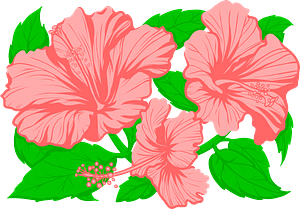 Hibiscus