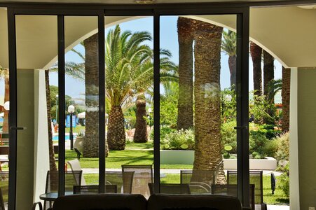 The view from the window into the garden palm