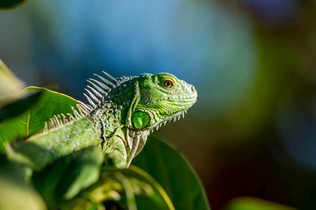Animal beautiful image beautiful photo