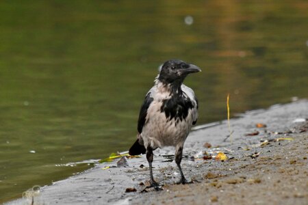 Black Bird crow riverbank